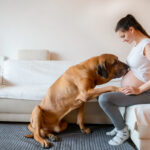 Happy pregnant woman with big dog breed fila brasileiro in home living room